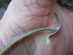 Euryops rehmannii