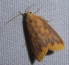 Barsaurea phaeoxanthia