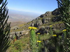 Euryops rehmannii