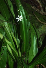 Chlorophytum comosum image