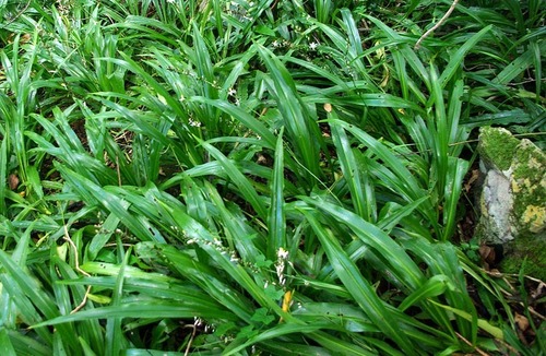 Kuokštinis chlorofitas nuotrauka