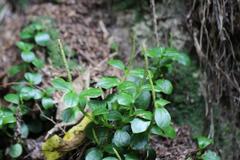 Peperomia urvilleana