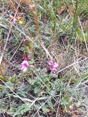 Indigofera humifusoides