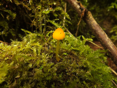 Pluteus admirabilis