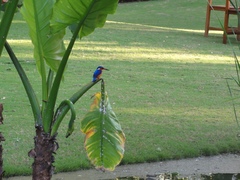 Corythornis vintsioides