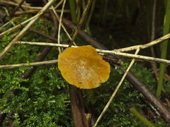Pluteus admirabilis