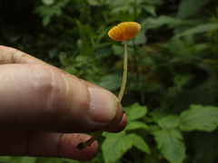 Pluteus admirabilis