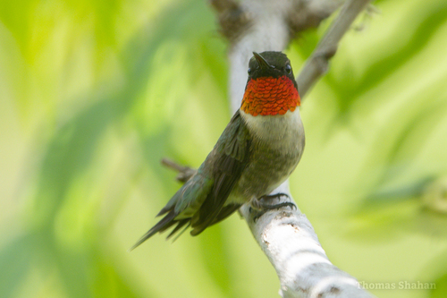 Ruby-throated Hummingbird photographed in Oklahoma