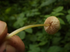 Pluteus admirabilis