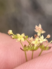 Galium nuttallii