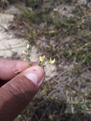 Aspalathus proboscidea