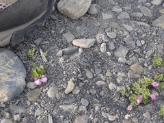 Scutellaria nummulariifolia