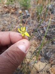 Moraea inconspicua