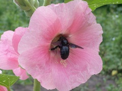Xylocopa