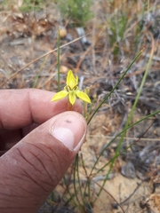 Moraea inconspicua
