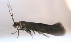 Scythris immaculatella
