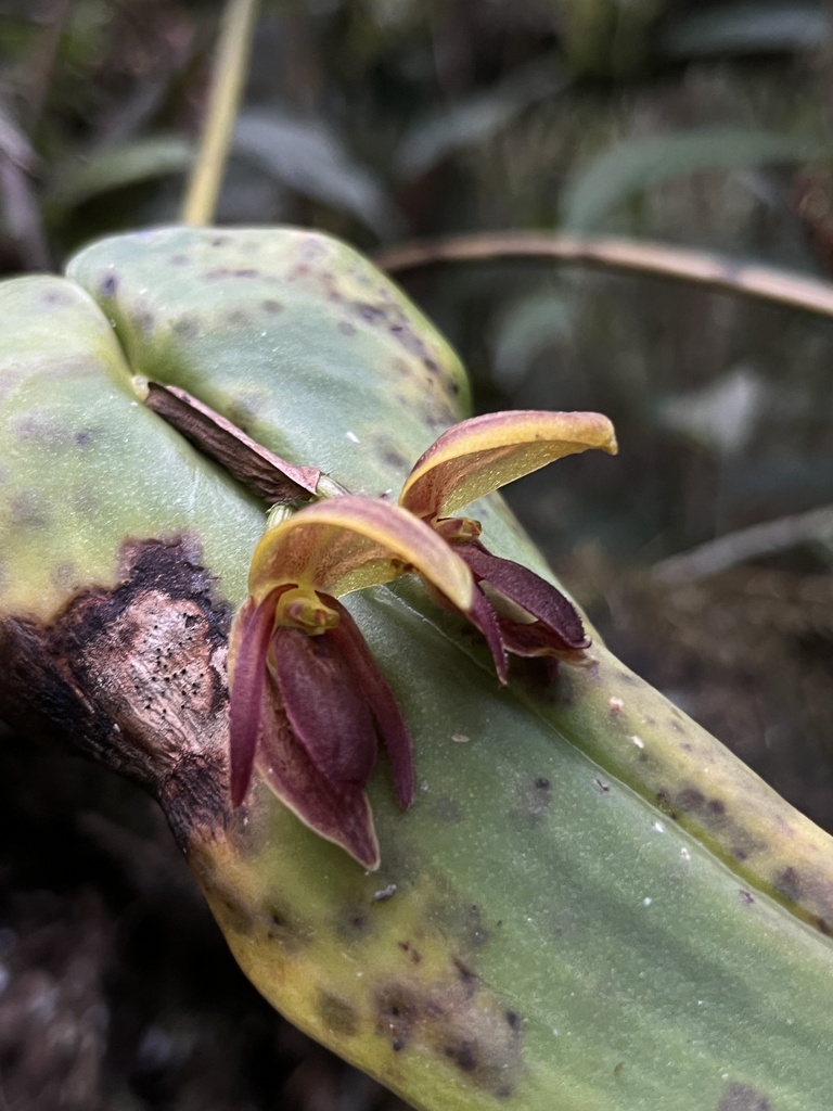 Pleurothallis macrocardia