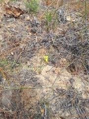 Moraea inconspicua