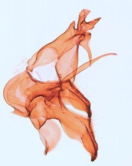 Scythris immaculatella