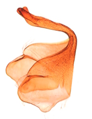 Scythris immaculatella