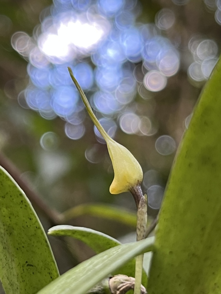 Masdevallia strumifera