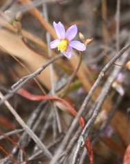 Cyanella