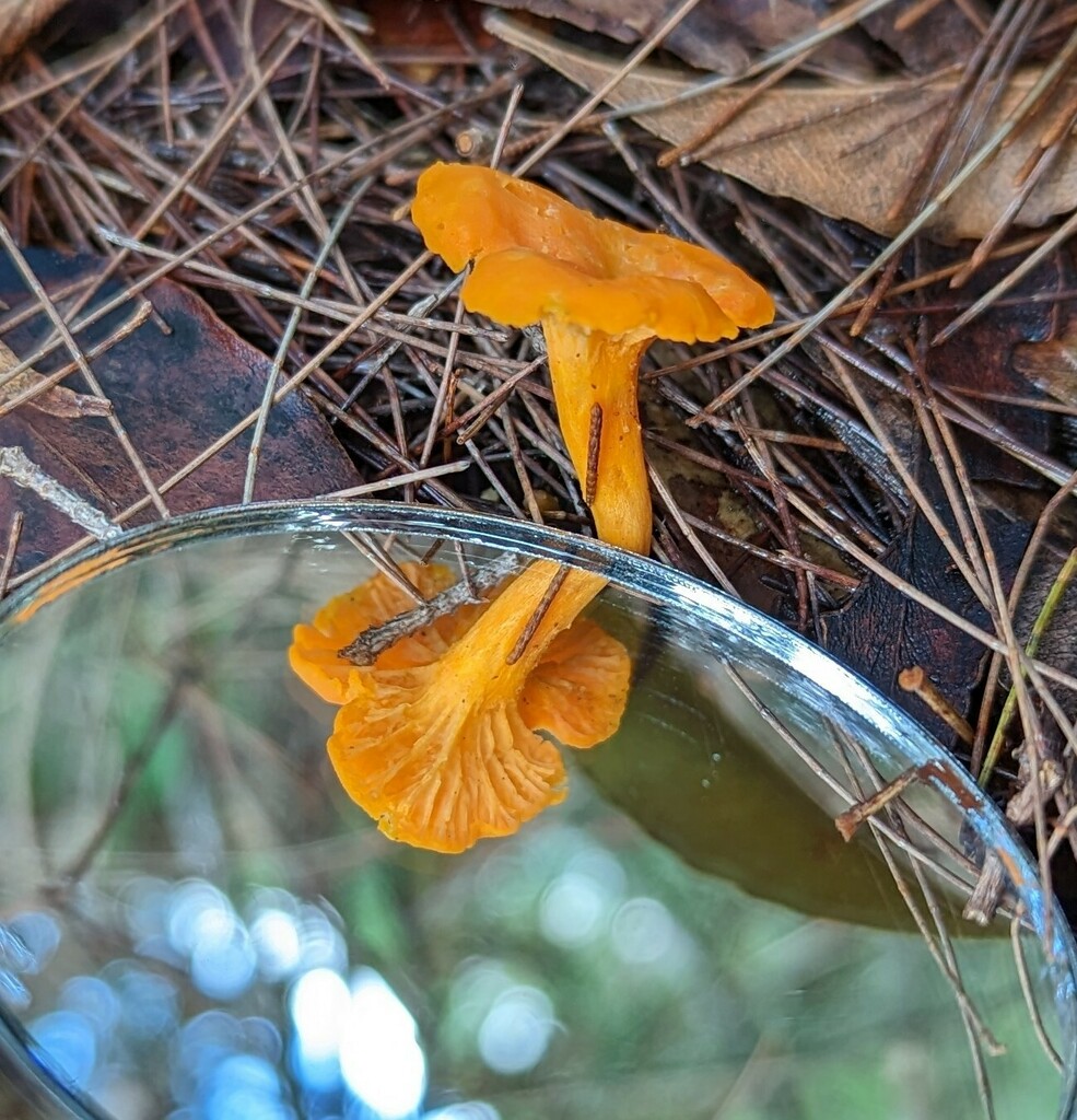 Australian chanterelle from Kuringgai, New South Wales, Australia on