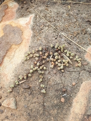 Braunsia maximilianii