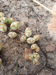 Braunsia maximilianii