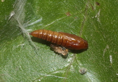 Sycacantha inopinata