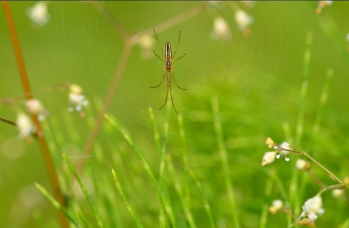 Silver Long-jawed Orbweaver photo 4