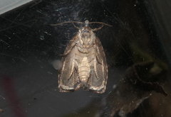 Sycacantha inopinata
