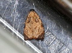 Sycacantha inopinata