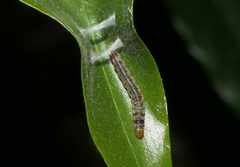 Sycacantha inopinata