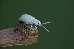 Cyphicerini