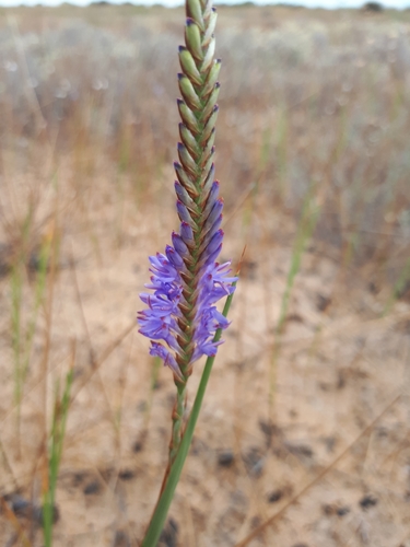 Micranthus plantagineus Eckl.