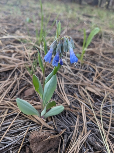 Image of Mertensia macdougalii by (c) Alina Martin, some rights reserved (CC BY)