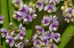 New Zealand Broom (Carmichaelia australis)