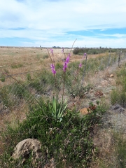 Watsonia marginata