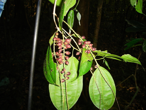 Lunania
