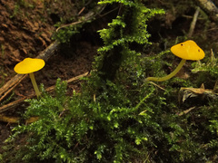 Pluteus admirabilis