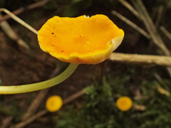 Pluteus admirabilis
