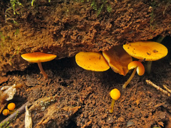 Pluteus admirabilis