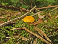 Pluteus admirabilis