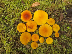 Pluteus admirabilis