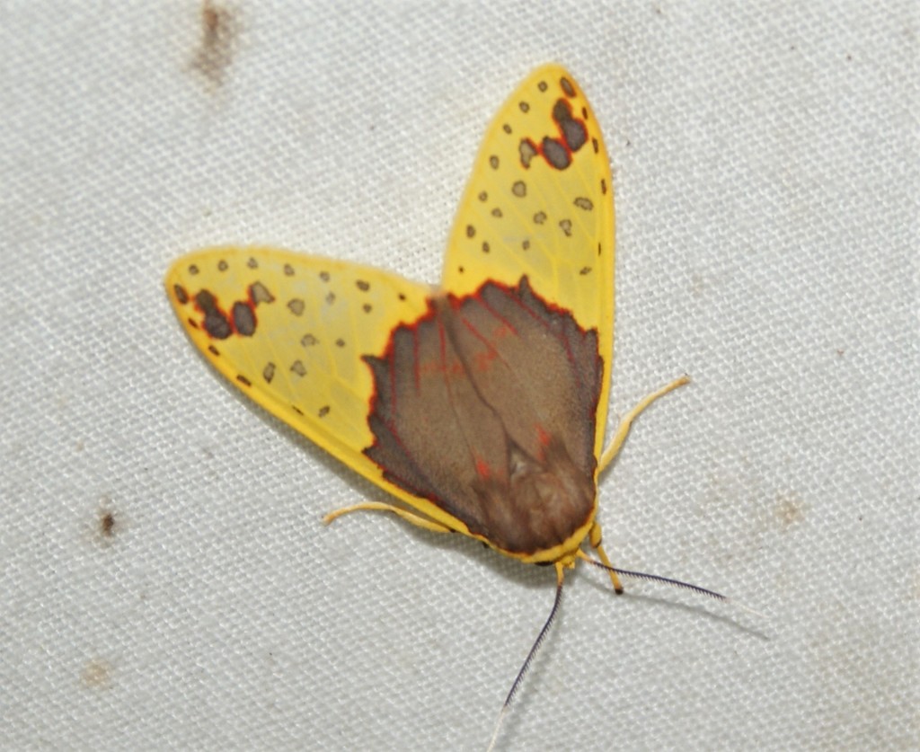 Amaxia apyga