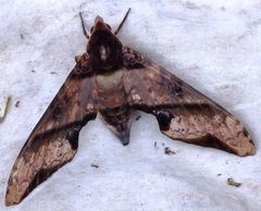 Amplypterus panopus