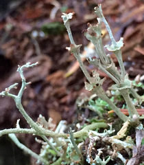 Cladonia concinna