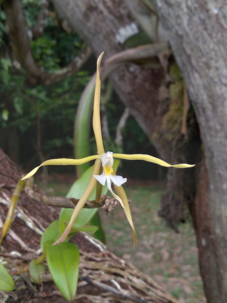 Epidendrum carpophorum Barb.Rodr.