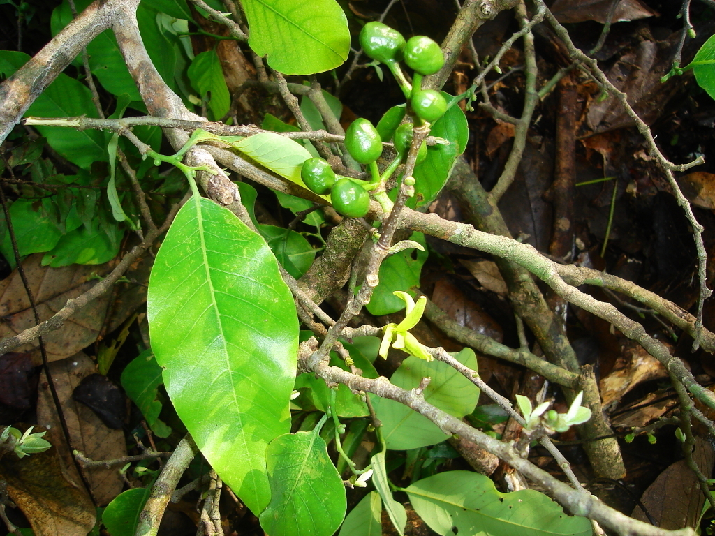 Ruizodendron